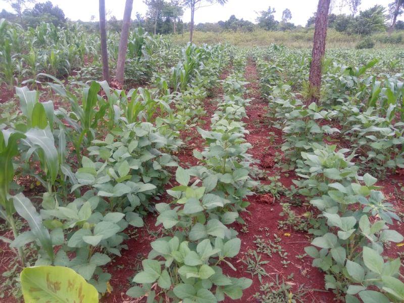 Sustainable Livelihoods - Agriculture